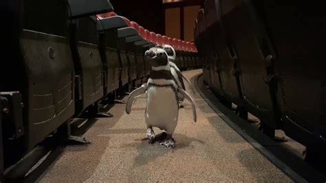 shedd aquarium reviews|4d experience shedd aquarium reviews.